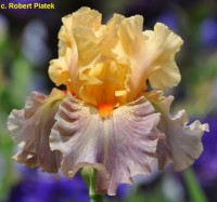 /album/a61/invitation-to-poland-robert-piatek-r-2014-jpg/